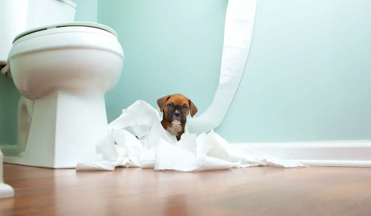 How to Dissolve Toilet Paper in Septic Tank?